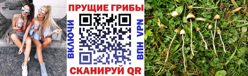 Псилоцибиновые грибы Psilocybe  Старая Купавна 